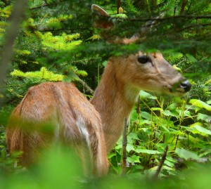 RA03_04_sleepinggiantprovincialpark_P1070343M