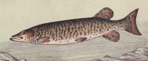 RA04_03_Maskinonge_poissonsdeaudouce1897M
