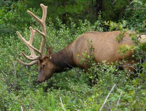 RA04_09_ParcBanff_P1050634