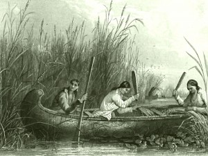 RA06_14_Wild_rice_harvesting_19th_century