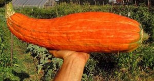 RA06_15_CourgeGete-okosomin_GrosseVieilleCourge_enlangueMenomini