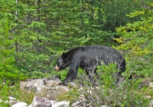 RA09_07_ParcBanff_IMG_0618