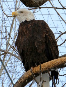 RA09_08_ZooSt-Felicien_IMG_2074M