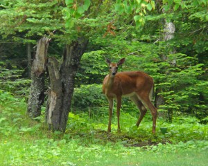 RA11_01_sleepinggiantprovincialpark_P1070336M