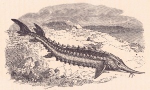 RA11_06_Esturgeon_sterlet_poissonsdeaudouce1897M