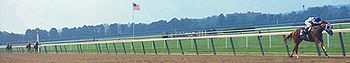 350px-Secretariat_the_belmont