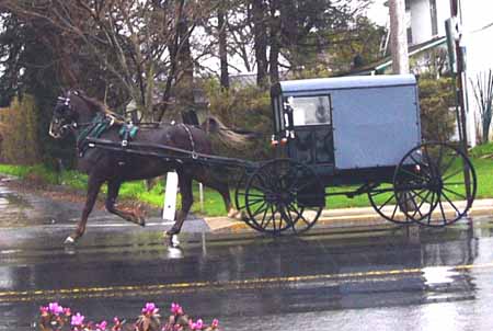 5201 amish.jpg