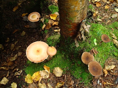 DSC03774