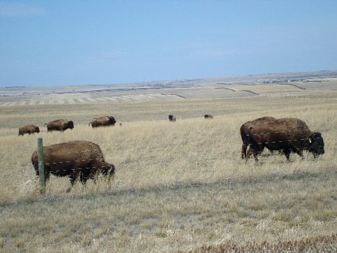 bisons.JPG