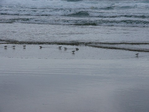 sandpipers2.JPG
