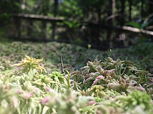 photo.JPG