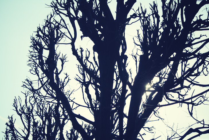 arbre_effected.png