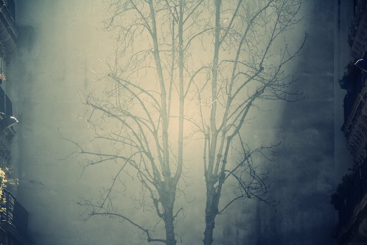 arbreombrelumiere_effected.png