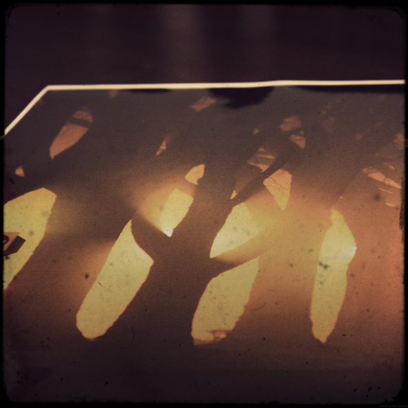 arbresphoto_effected.png