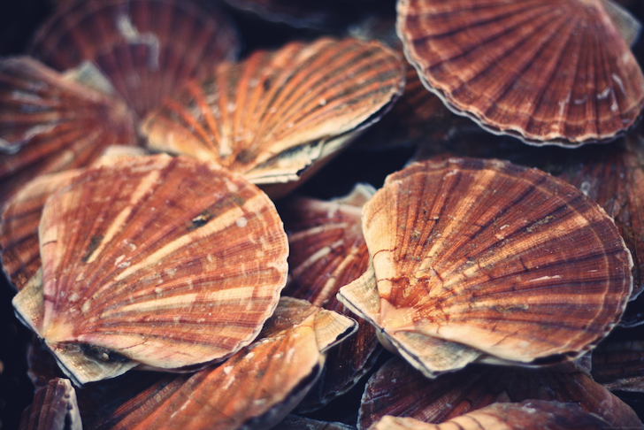 coquilles_effected.png