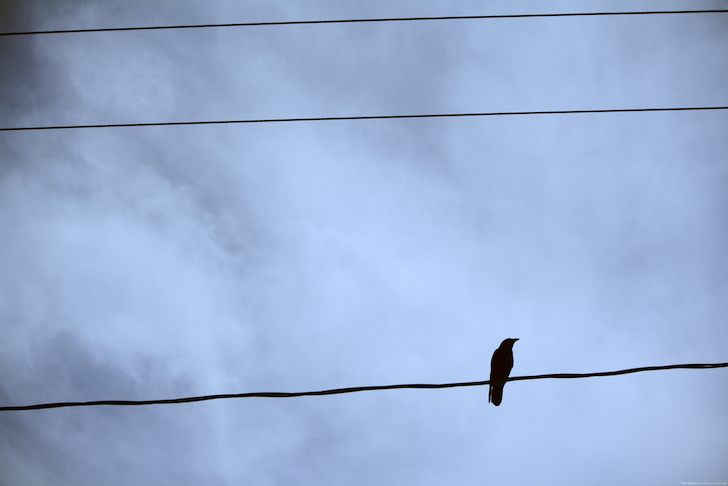 corbeau2_effected.png