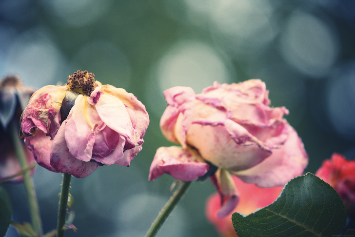 deuxroses_effected.png