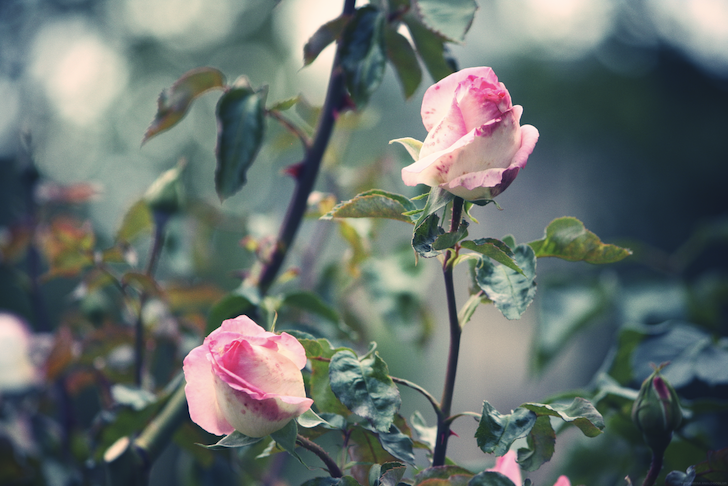 deuxrosesroses_effected.png