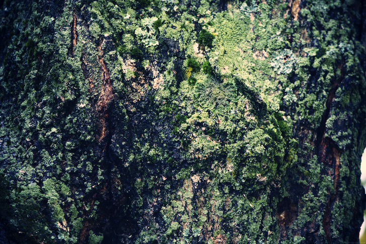 ecorceverte_effected.png