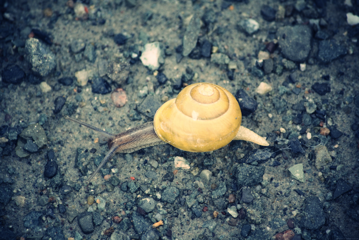 escargot_effected.png
