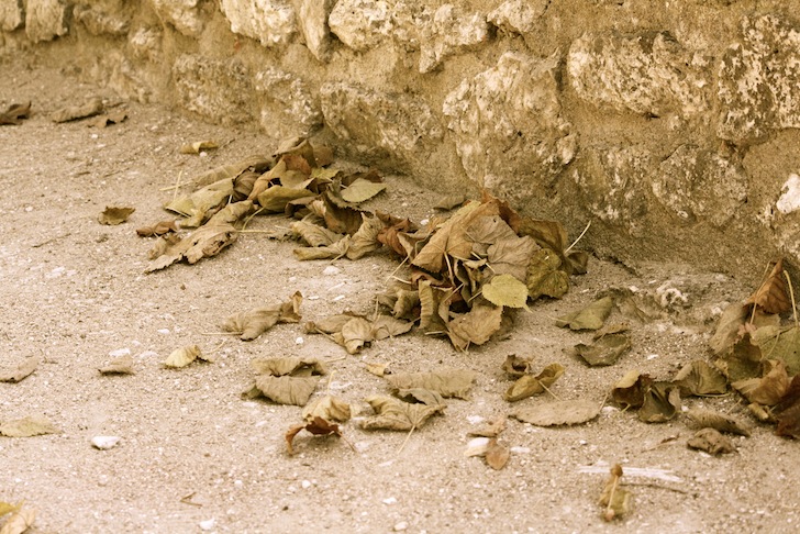 feuilles.JPG