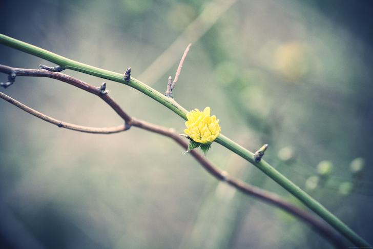 fleurjaune_effected.png