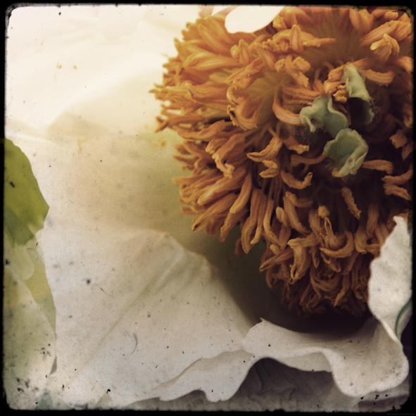 fleurs2MAB_effected.png