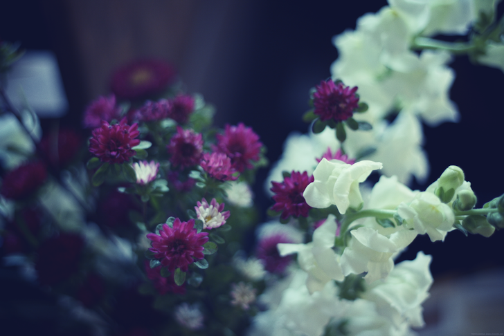fleurs2_effected.png