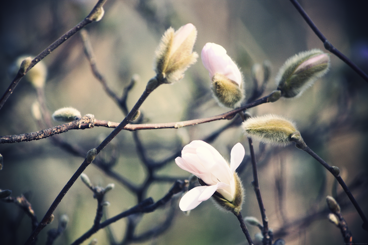 fleurs_effected-001.png