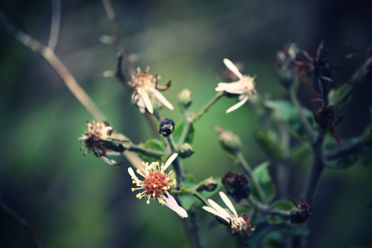 fleursblan_effected.png