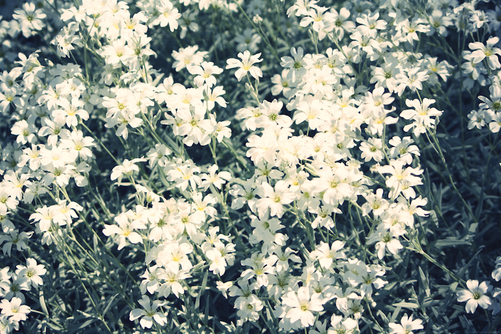 fleursblanches2_effected.png