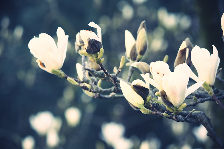 fleursblanches_effected.png