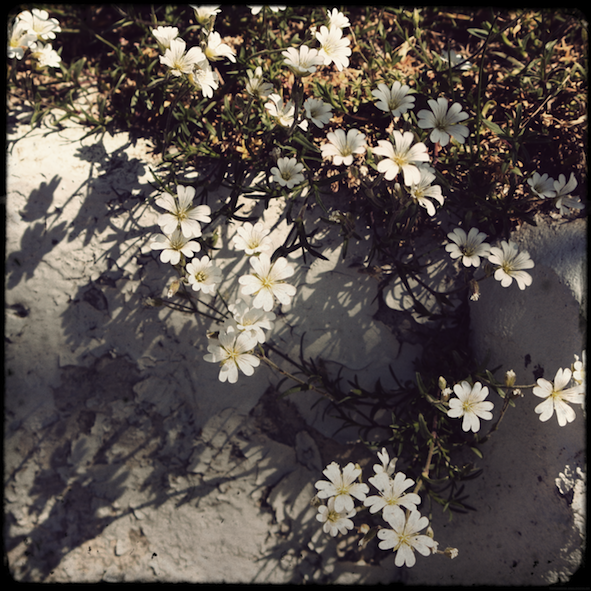 fleursblanchestadou_effected.png