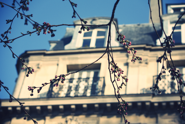 fleursbourgeons2_effected.png