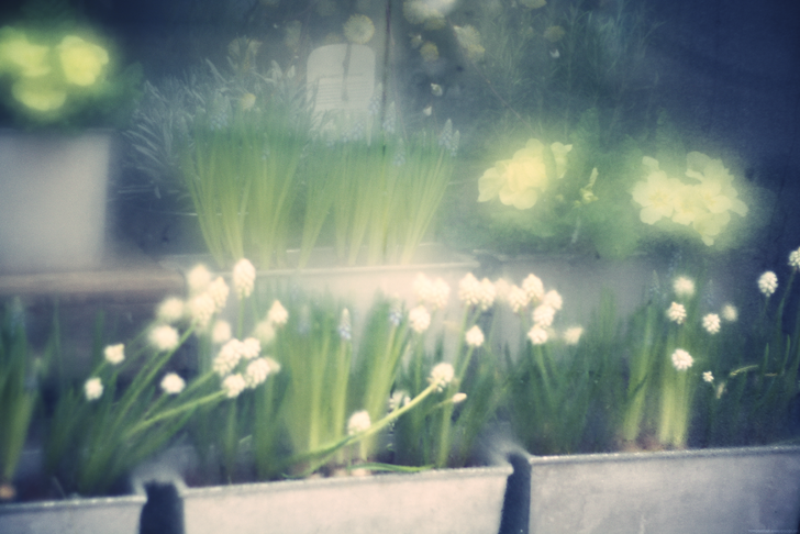 fleursbuee_effected.png