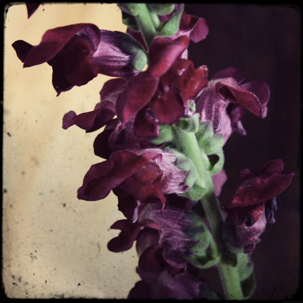 fleursfete2_effected.png