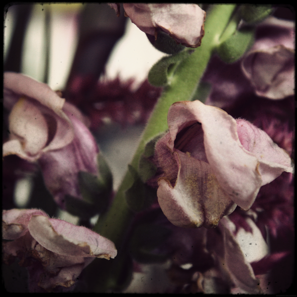 fleursfete4_effected.png