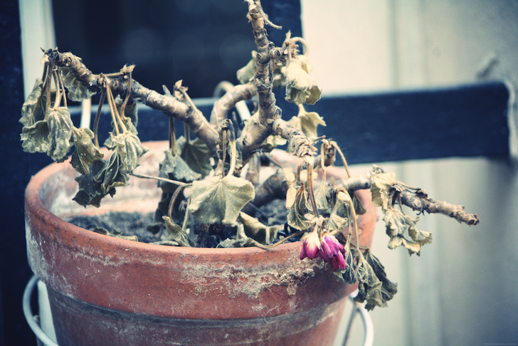 fleursmortes_effected.png