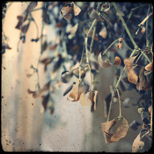 fleursmortesvosges_effected.png