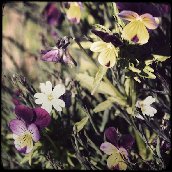 fleursparterre2_effected.png