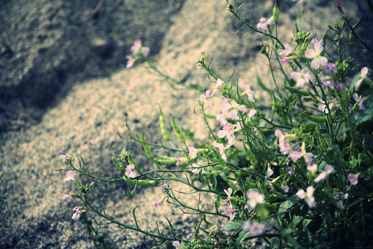 fleursplage_effected.png