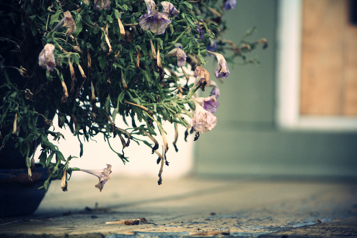 fleursplancher_effected.png