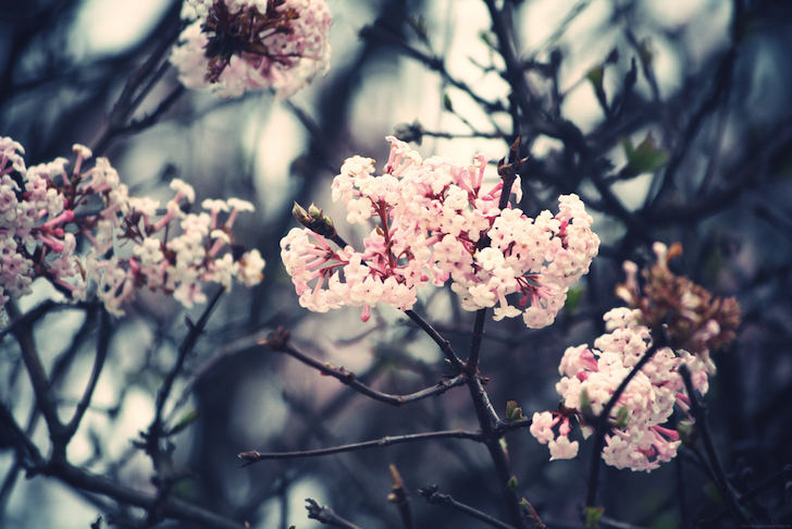 fleursrosesarbre_effected.png