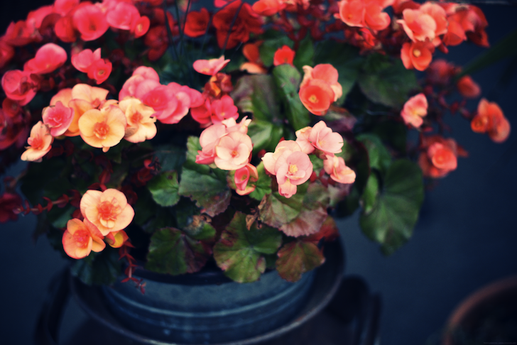 fleursrosesoranges_effected.png