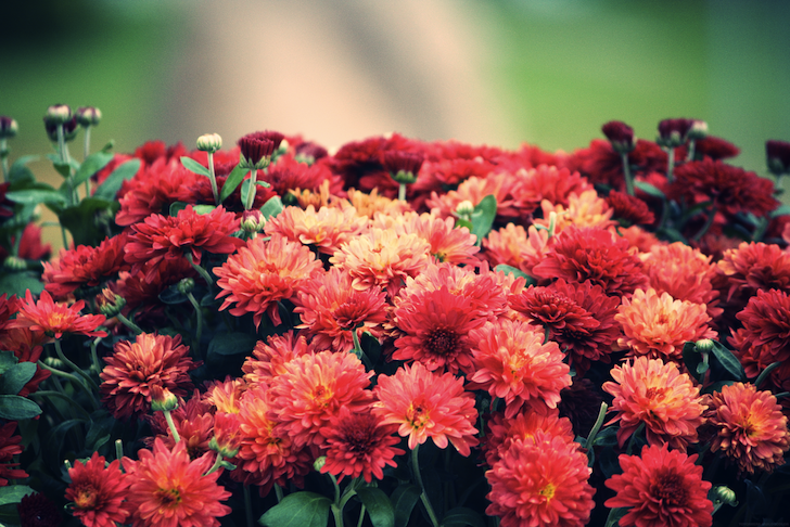 fleursrouges_effected.png