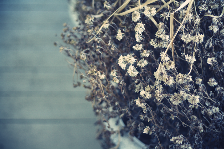 fleurssechees_effected.png