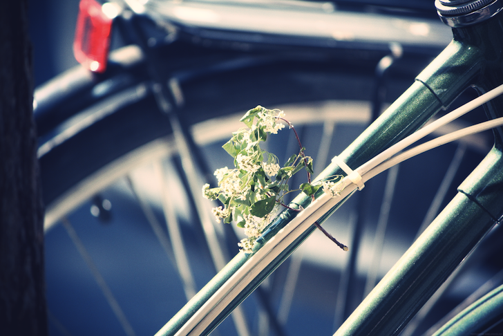 fleursvelo_effected.png