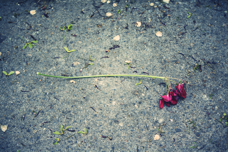 geranium_effected.png