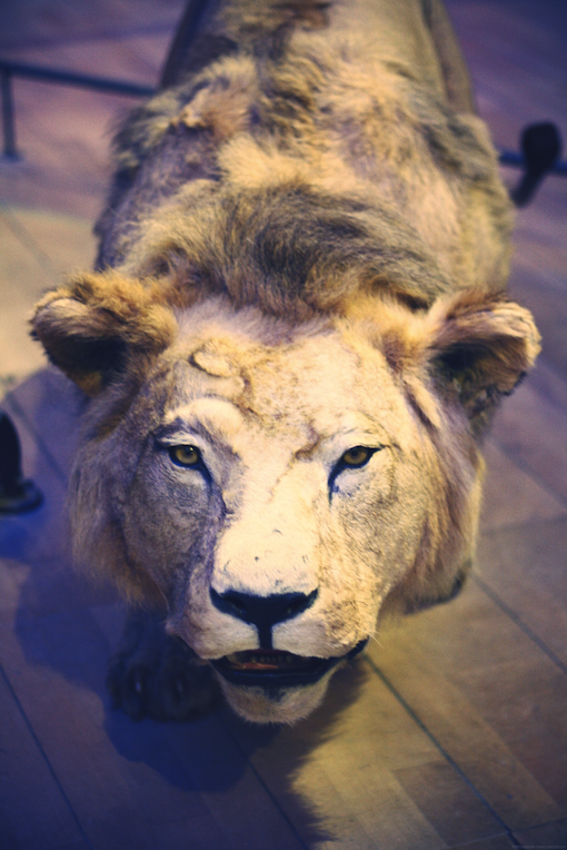 lion_effected.png