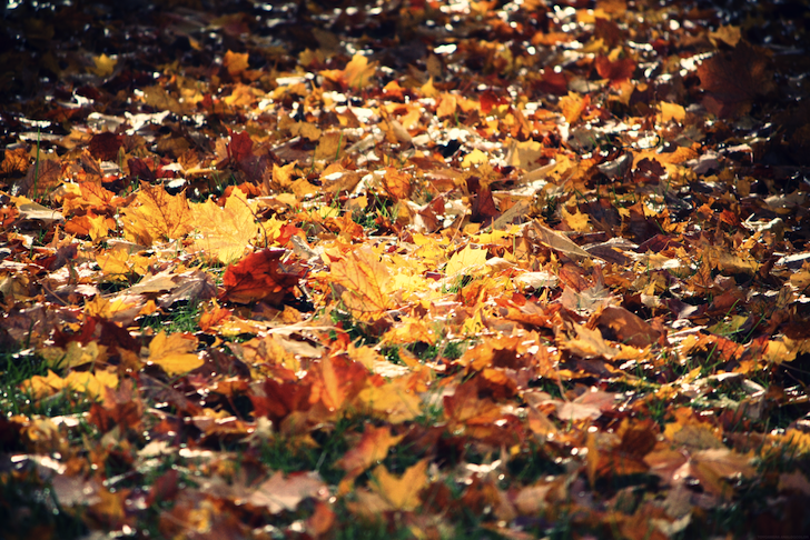 lumifeuilles_effected.png